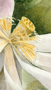 Lotus Bloom - Kauai watercolor painting by artist Emily Miller