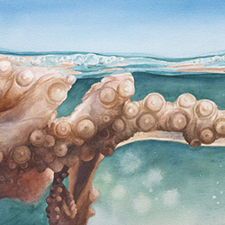New octopus painting + process video