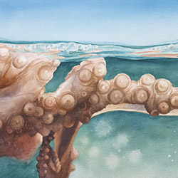 Surfacing - octopus watercolor painting by Emily Miller