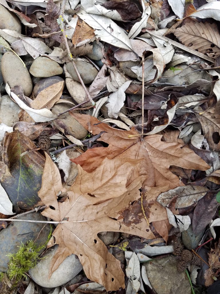 Fallen leaves, photo by artist Emily Miller