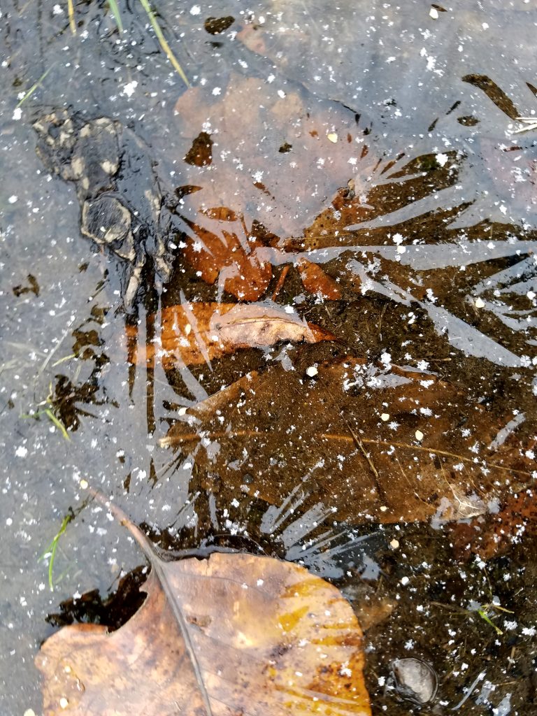 Icy Puddle, photo by artist Emily Miller