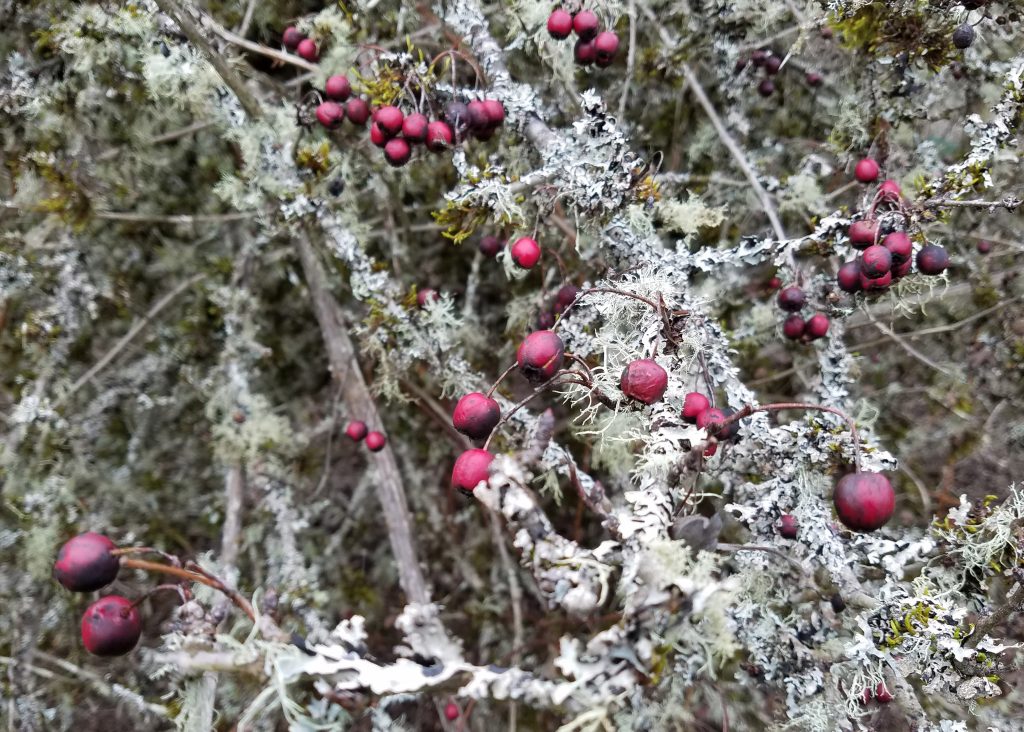 Red Berries and Gray Lichen, photo by artist Emily Miller