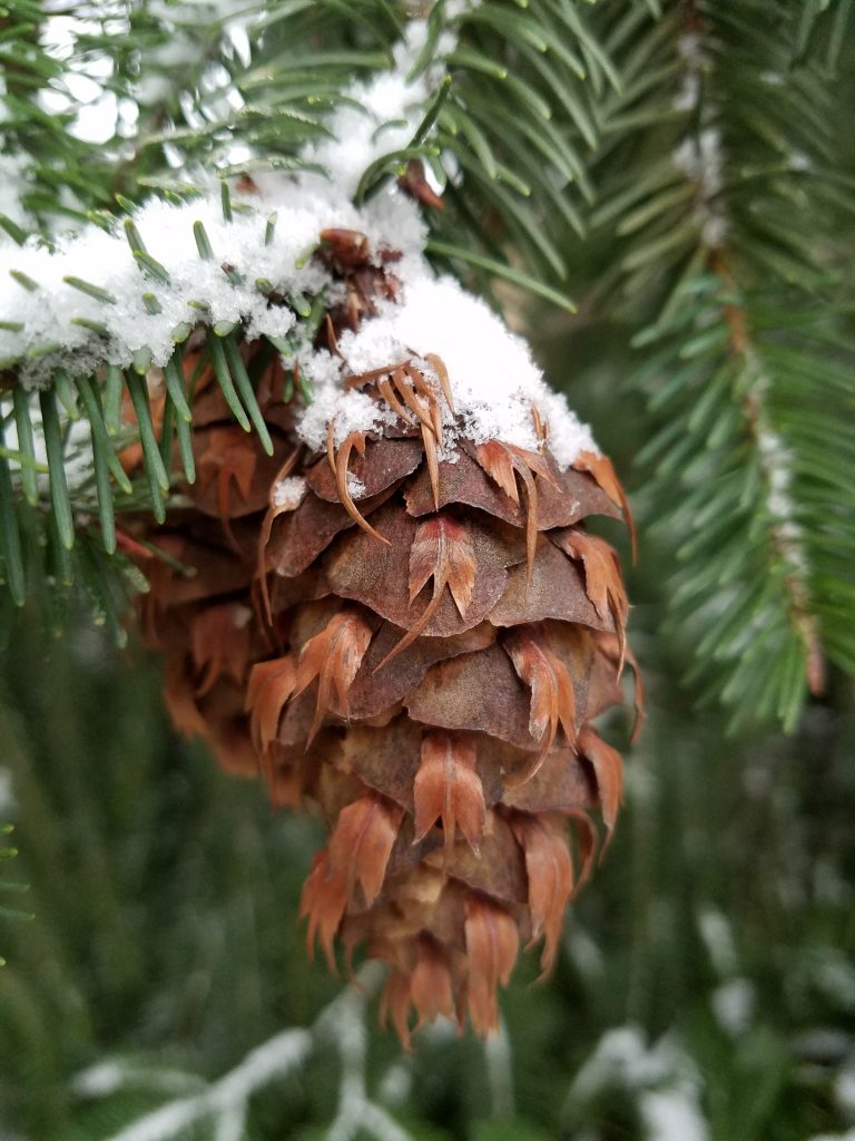 Snow on Pinecone, photo by artist Emily Miller
