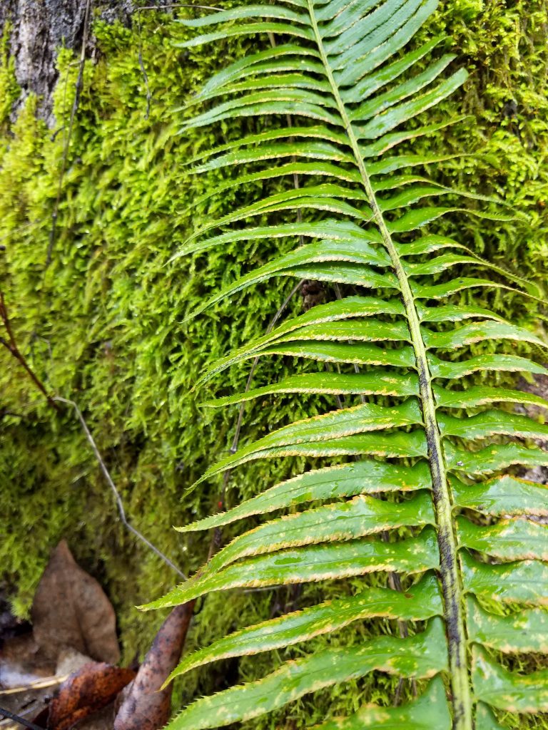 Green ferns and moss photo by artist Emily Miller