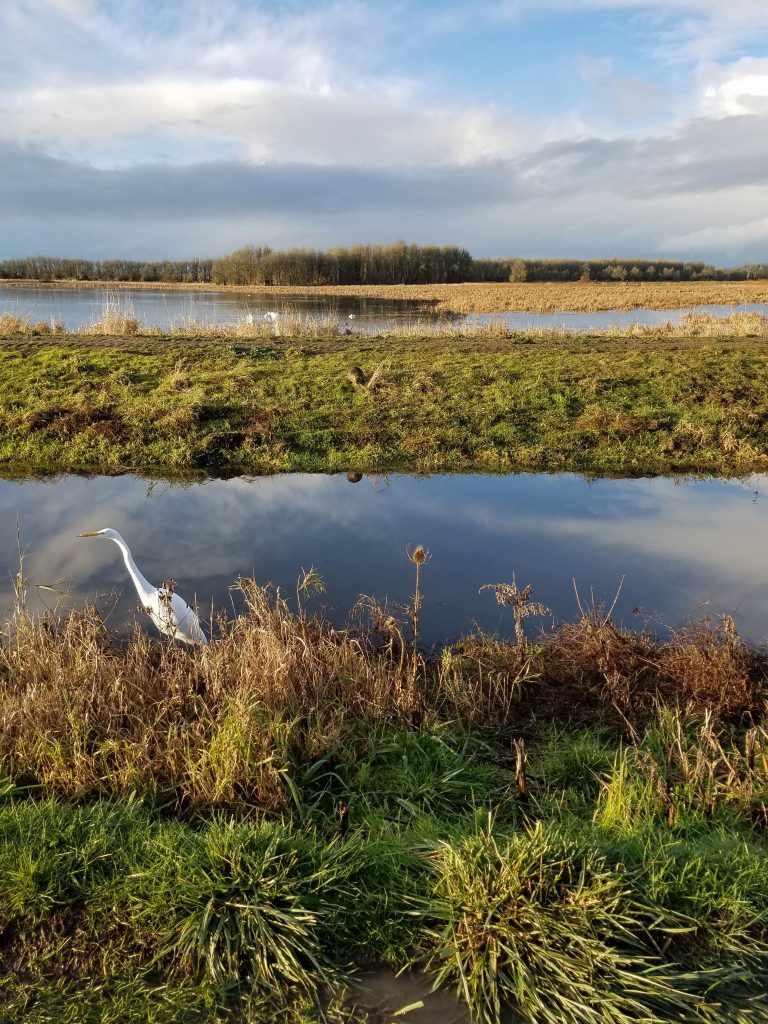 White Egret photo by artist Emily Miller