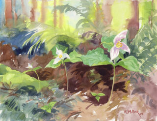 Trillium ~ Maiden, Mother, Crone
11x14" watercolor, 2025

I watched these three grow together in their soft forest of sword ferns, mosses, and Sitka spruce during a magical week on the Tillamook coast. So many things are a gift, if we choose.
.
.
.
#trillium #oregoncoast #tillamookcoast #netarts #watercolor #watercolour #watercolorpainting #aquarelle #oregonartist #portlandartist #pdxartist #botanicalart #botanicalartist #springtime #springflowers