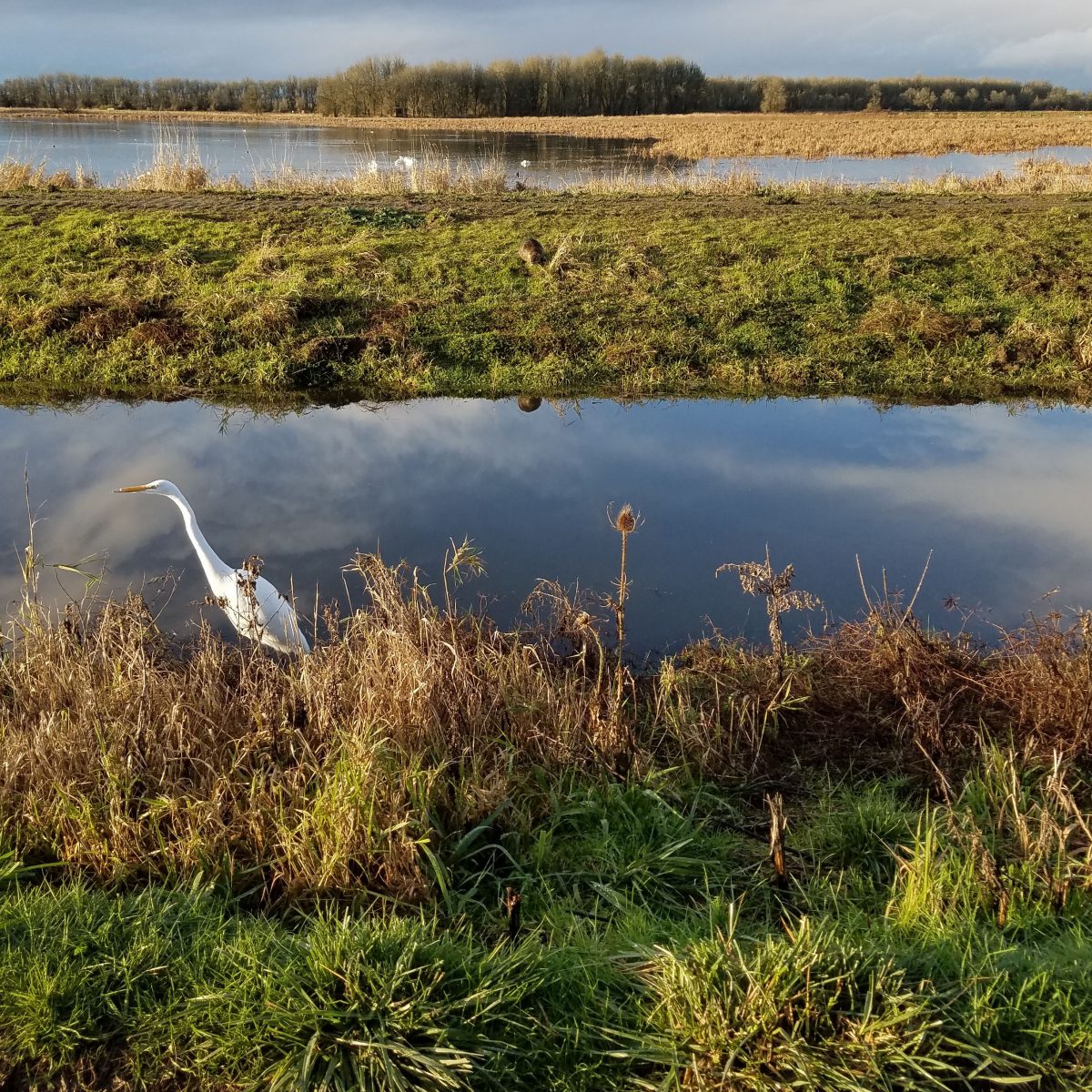 Encaustic Artist Residency: Day 4, Muskrats and Rainbows