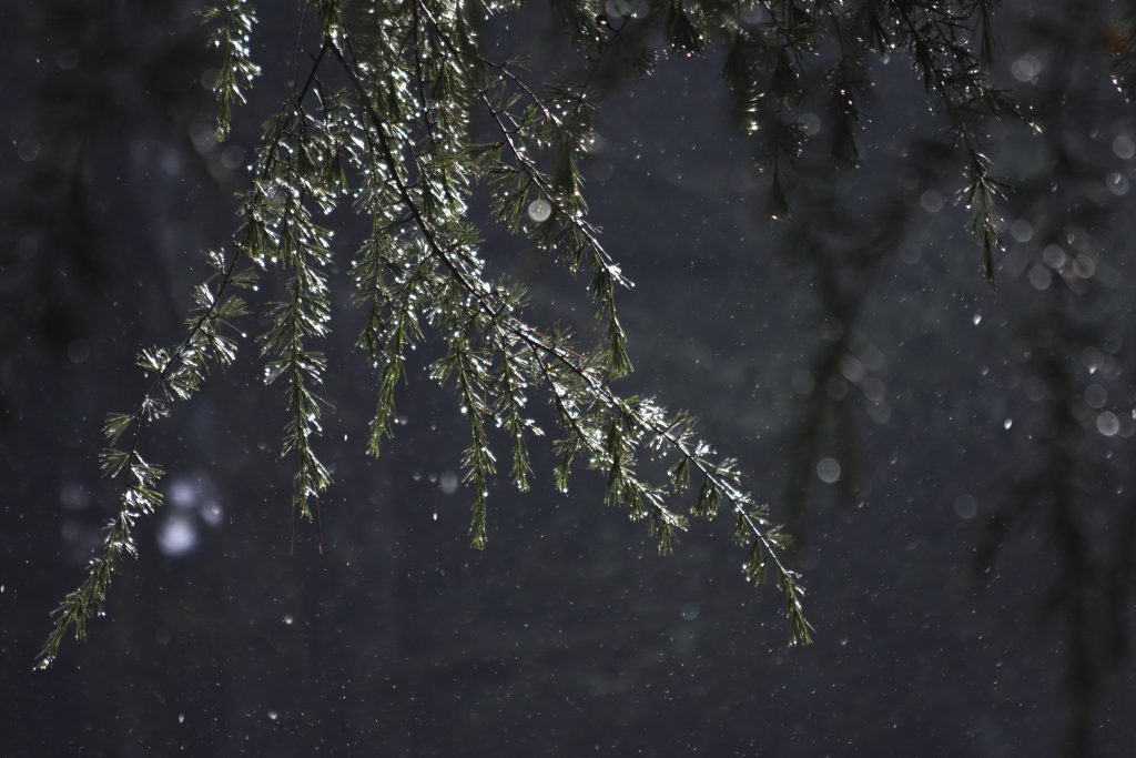 Rain on pine trees photo by artist Emily Miller