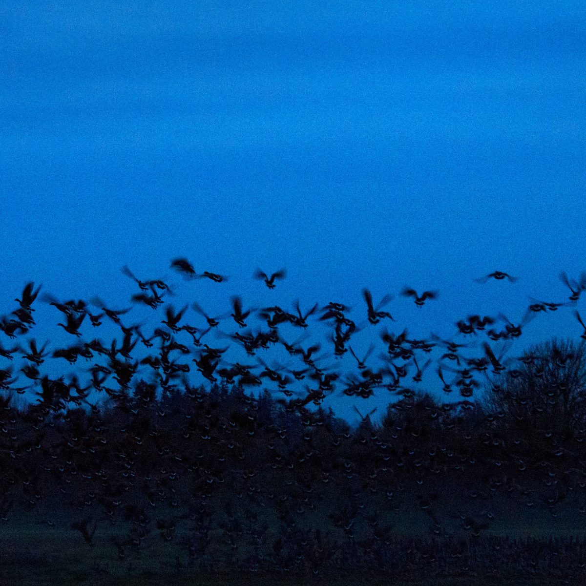 Encaustic Artist Residency: Day 6, Wild Life (plus timelapse video!)