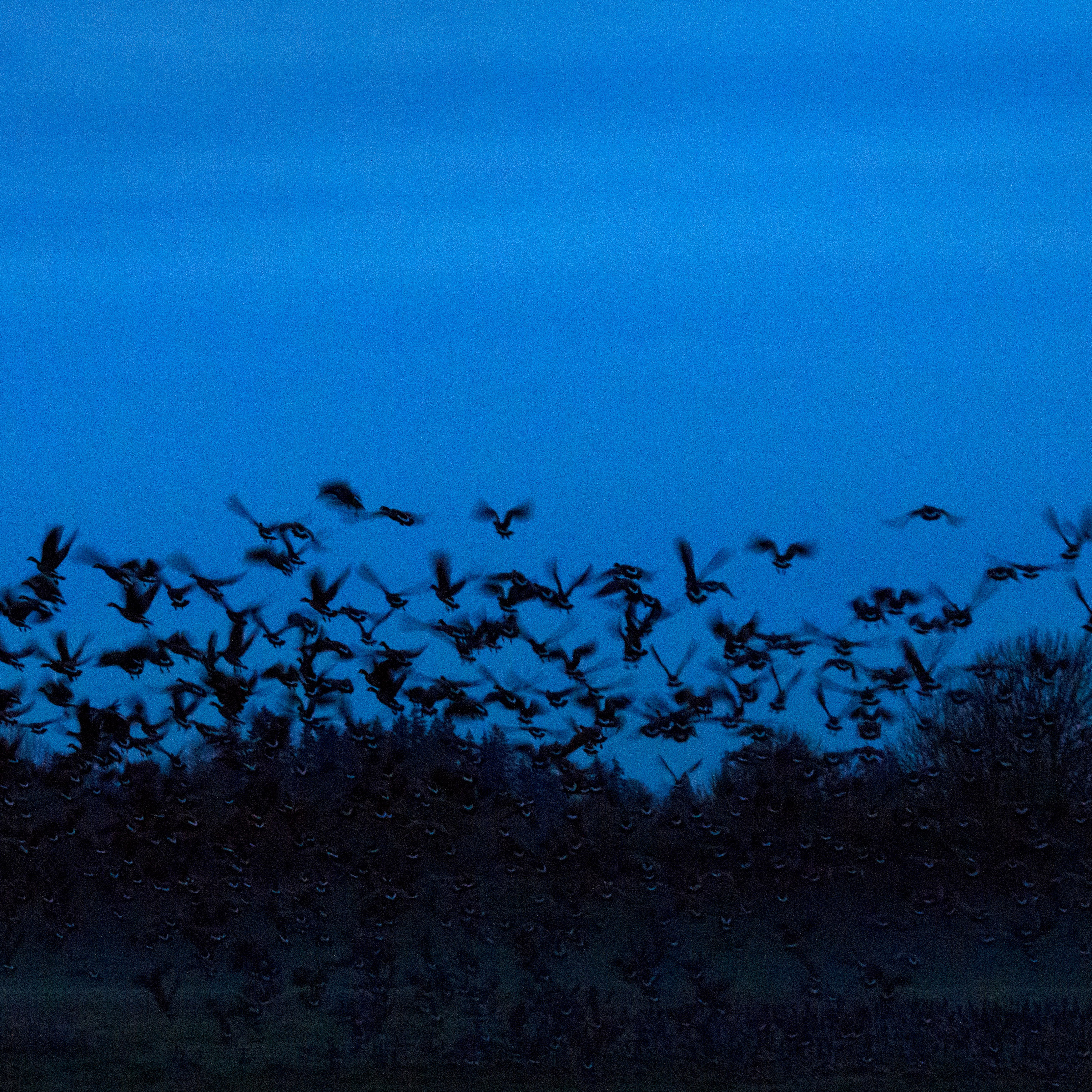 Geese Taking Flight, photo by artist Emily Miller
