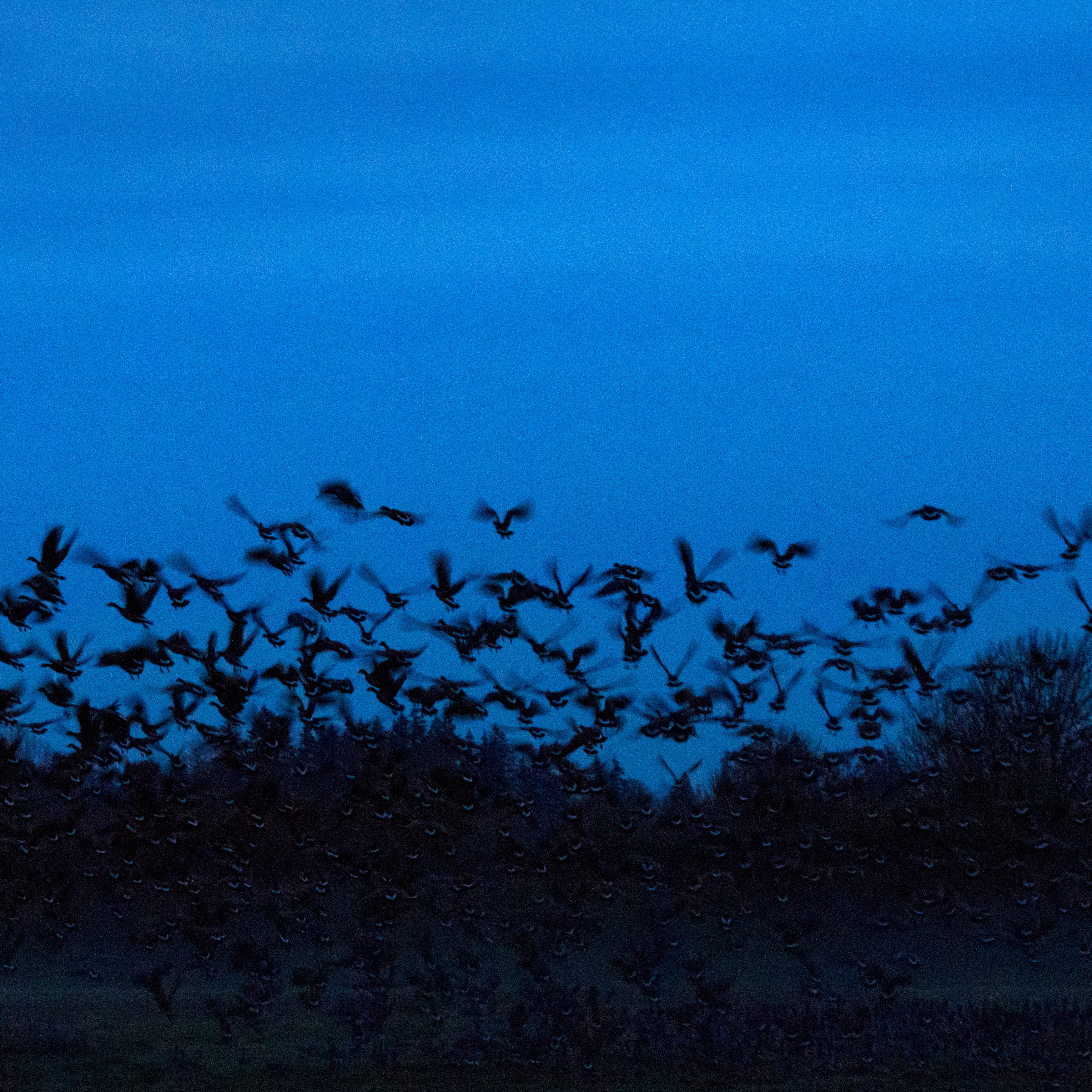 Geese Taking Flight, photo by artist Emily Miller