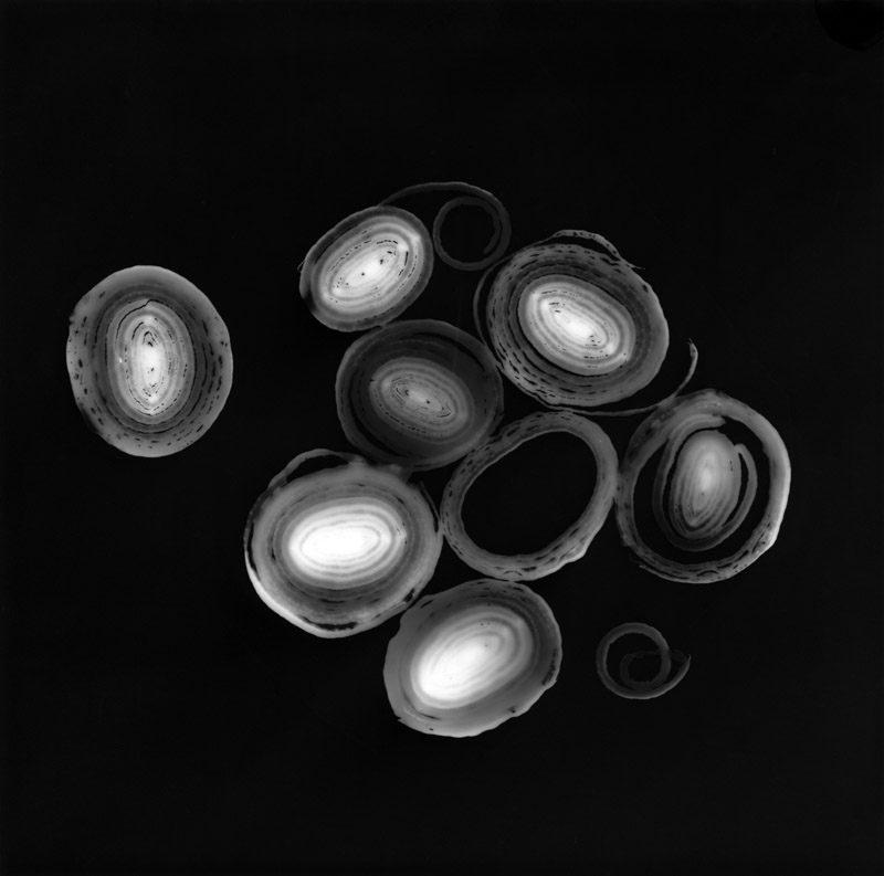 Aggregation - photogram by Emily Miller