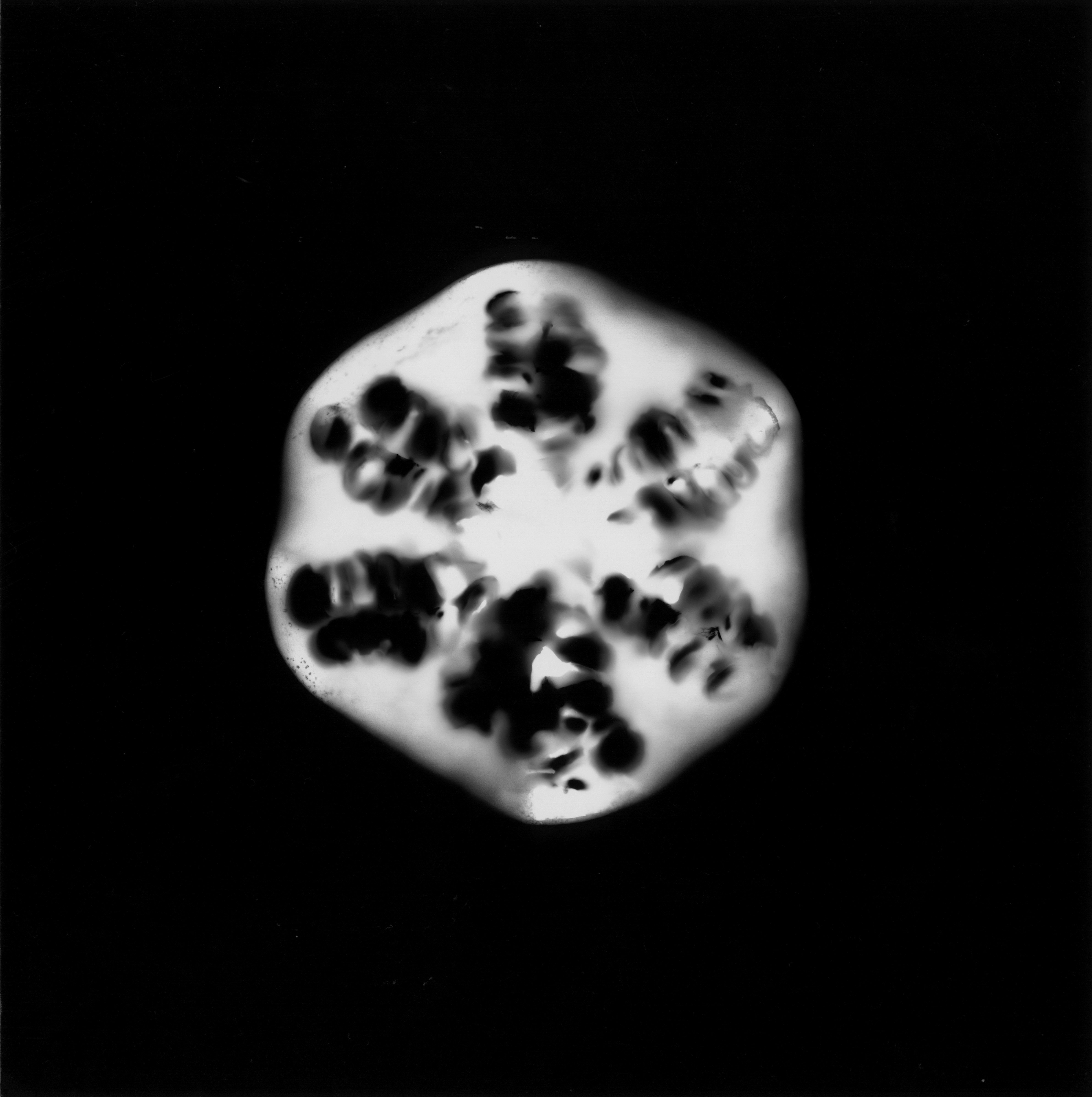 Fruit of Life and Death, photogram by Emily Miller