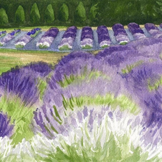 Oregon Lavender artwork by Emily Miller