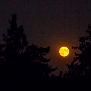 The Harvest Moon earlier this month, orange from smoky skies. Today's equinox marks a moment of balance in equal light and darkness, as we move into the season of stillness and longer nights. After following the full moons last year, I've started to focus now on the new moons as well, the darkest nights, when the stars are most bright.